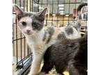 Adopt Curry - Spice kittens a Dilute Calico