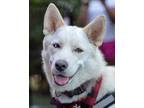 Adopt Aspen a Husky, Shepherd