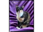 Adopt Lucy a Domestic Short Hair