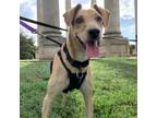 Adopt Sprite a Whippet, Labrador Retriever
