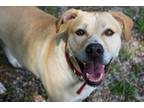 Adopt Tinnley a Labrador Retriever