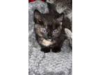 Adopt Cedrica Mini a Calico