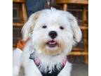 Adopt Coconut a Shih Tzu