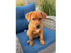 Adopt Outshine a Hound, Mixed Breed