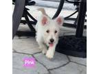 Adopt (Brie) Pink Collar a West Highland White Terrier / Westie