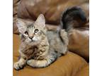 Adopt Fish a Maine Coon, Domestic Medium Hair