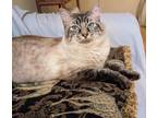 Adopt BLUE - Gentle and Young a Domestic Medium Hair, Siamese