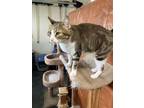 Adopt Jasmine a Domestic Short Hair