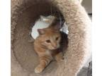 Adopt Pumpkin a Domestic Short Hair