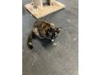 Adopt Trixie a Domestic Short Hair
