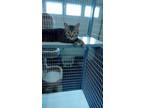 Adopt Catrina a Domestic Short Hair