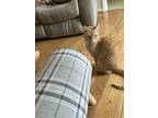 Adopt Ginger a Domestic Short Hair