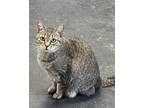 Adopt Marge a Domestic Short Hair