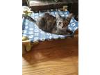 Adopt Elsa a Domestic Short Hair