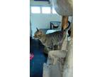 Adopt Cassie a Domestic Short Hair