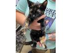 Adopt Peggie a Domestic Short Hair