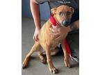 Adopt Jessie a Shepherd