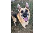 Adopt Isabela a German Shepherd Dog