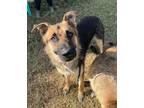 Adopt Mirabel a German Shepherd Dog
