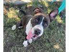 Adopt Chanel a American Staffordshire Terrier