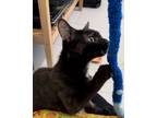 Adopt Pretzel a Domestic Short Hair