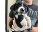 Adopt Juicy Fruit a Hound, Mixed Breed