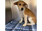 Adopt Pebbles a Hound, Mixed Breed