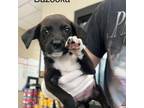 Adopt Bazooka a Hound, Mixed Breed