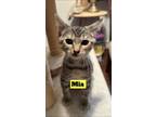 Adopt Mia a Domestic Short Hair