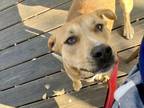 Adopt Linda a Shepherd, Terrier