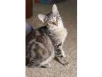 Adopt Toast a Tabby, Domestic Short Hair