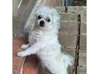 Adopt Muffin TC* a Terrier, Poodle