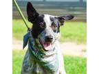 Adopt Pippy JuM a Australian Cattle Dog / Blue Heeler