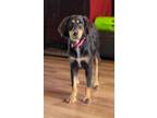 Adopt Dolly a Shepherd, Mixed Breed