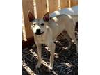 Adopt cinnamon a Yellow Labrador Retriever, Mixed Breed
