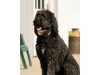 Adopt Bear a Poodle, Anatolian Shepherd