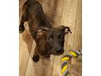 Adopt Payton a Great Dane, Mixed Breed