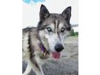 Adopt Caravaggio a Husky