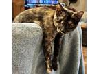 Adopt Tia a Domestic Short Hair
