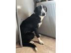 Adopt Jaz 2 a Cattle Dog, Labrador Retriever