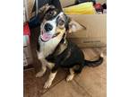 Adopt Julz a Australian Shepherd, Cattle Dog