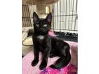 Adopt Ethyl a Domestic Short Hair