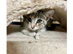 Adopt Lucy K a Domestic Short Hair
