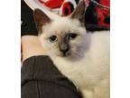 Adopt PENELOPE-ready late August a Domestic Short Hair, Siamese