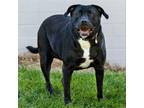 Adopt Missy a Black Labrador Retriever