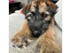 Adopt Rivers a Border Terrier, Schnauzer