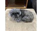 Adopt Dahlia June a Shih Tzu