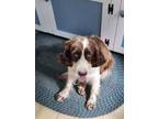 Adopt Daisy a English Springer Spaniel