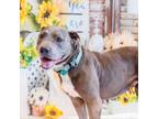 Adopt Chanel a Mixed Breed