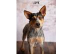 Adopt Loppie a Australian Cattle Dog / Blue Heeler
